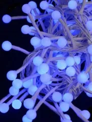 Гірлянди White шаріки 200 діодів Blue 6м. Фото 2