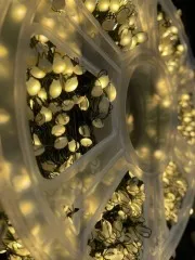 Гірлянди Роса Мішура 1500 великих діодів зелена нитка 50м + пульт Yellow. Фото 2